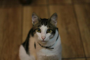 Everyday Cat Hostel